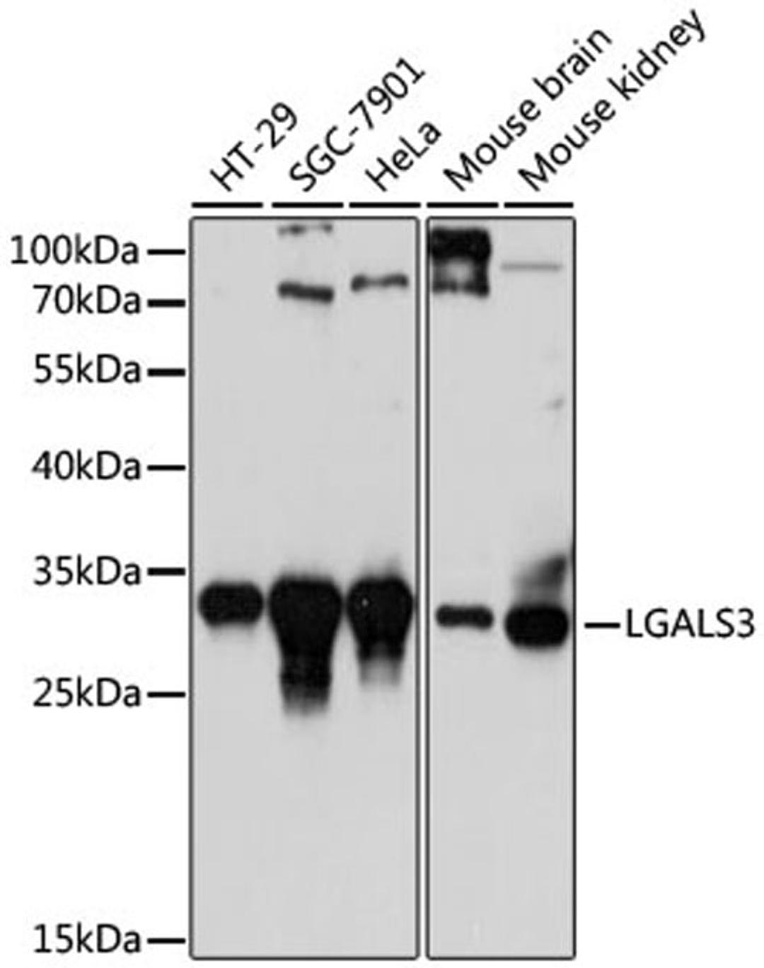 Western blot - LGALS3 antibody (A13506)