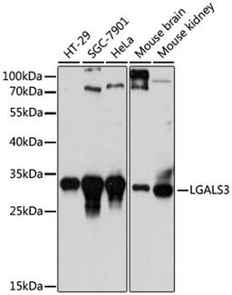 Western blot - LGALS3 antibody (A13506)