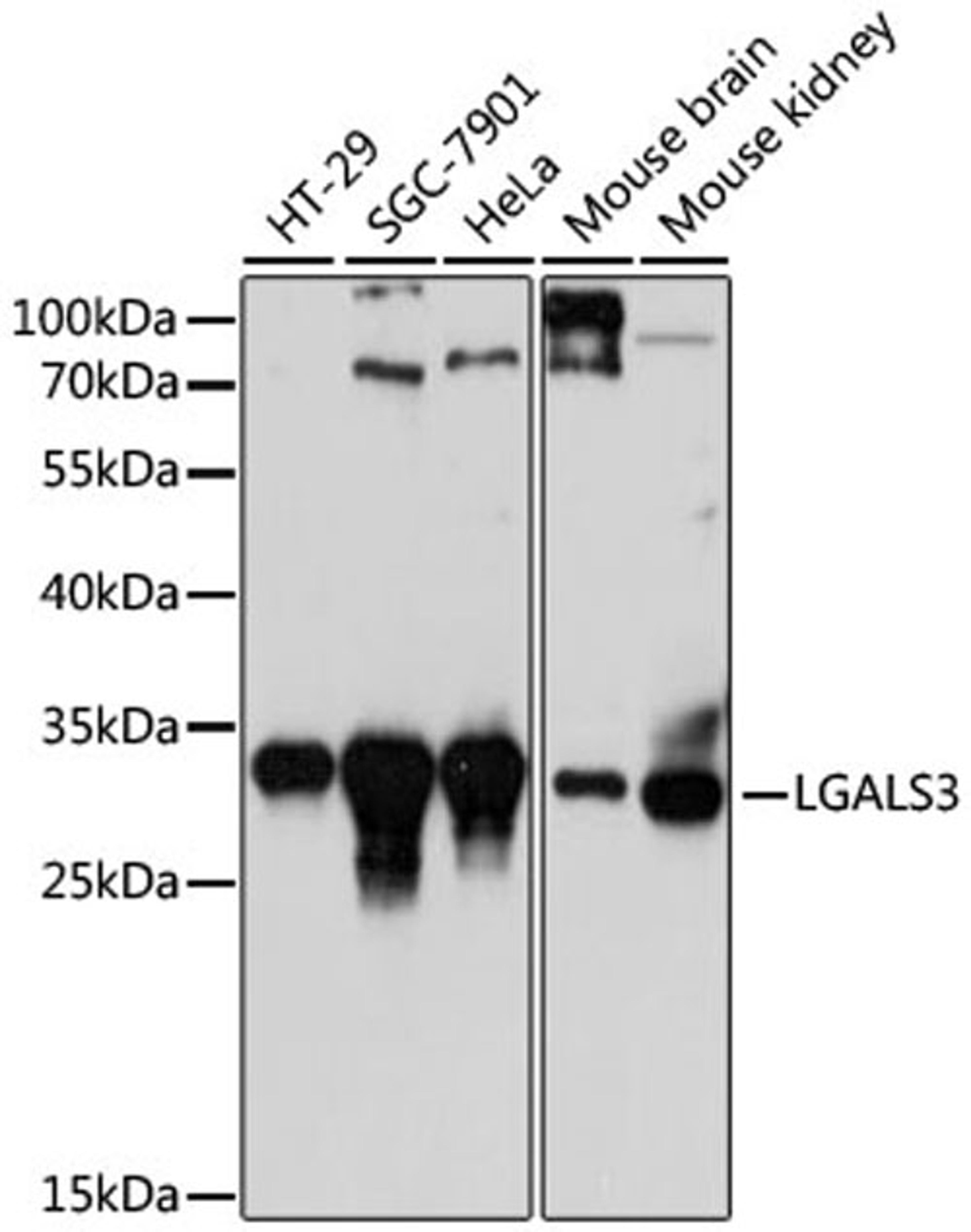 Western blot - LGALS3 antibody (A13506)