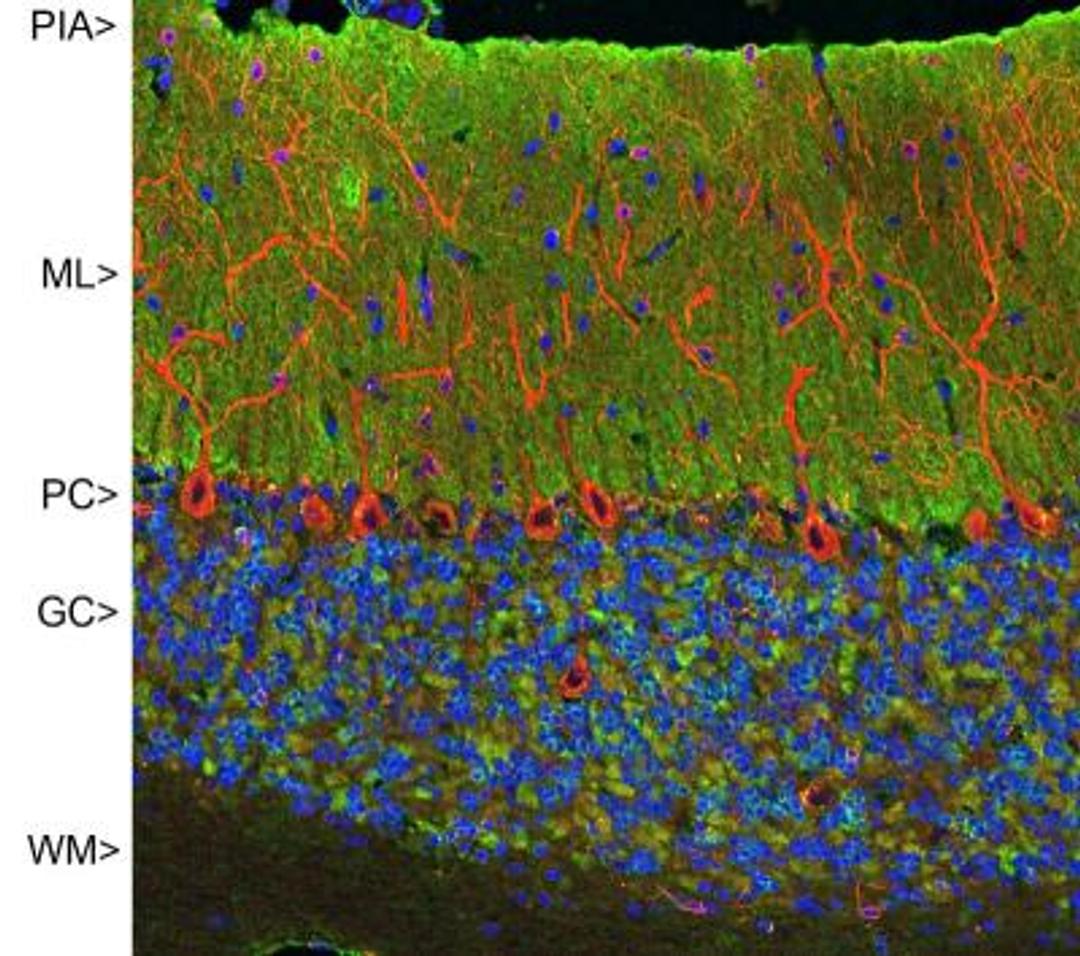 Immunocytochemistry/Immunofluorescence: visinin-like 1 Antibody (2D11) [NBP2-25166] - Confocal image of adult rat cerebellar cortex stained with NBP2-25166 (green), chicken polyclonal antibody to MAP2 NB300-213 (red) and DNA (blue). NBP2-25166 reveals synapses in the molecular layer (ML) strongly. Synaptic regions are also seen in the granule cell layer (GC). The perikarya of Purkinje cells (PC) are revealed with MAP2 antibody. Little staining is seen in the white matter (WM).