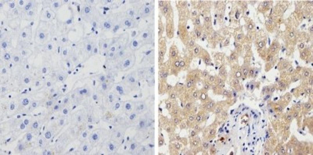 Immunohistochemistry-Paraffin: Cytochrome P450 1A1/1A2 Antibody (MC1) [NB100-74398] - Analysis showing positive staining in the cytoplasm and membrane of Human liver tissue (right) compared with a negative control in the absence of primary antibody (left).