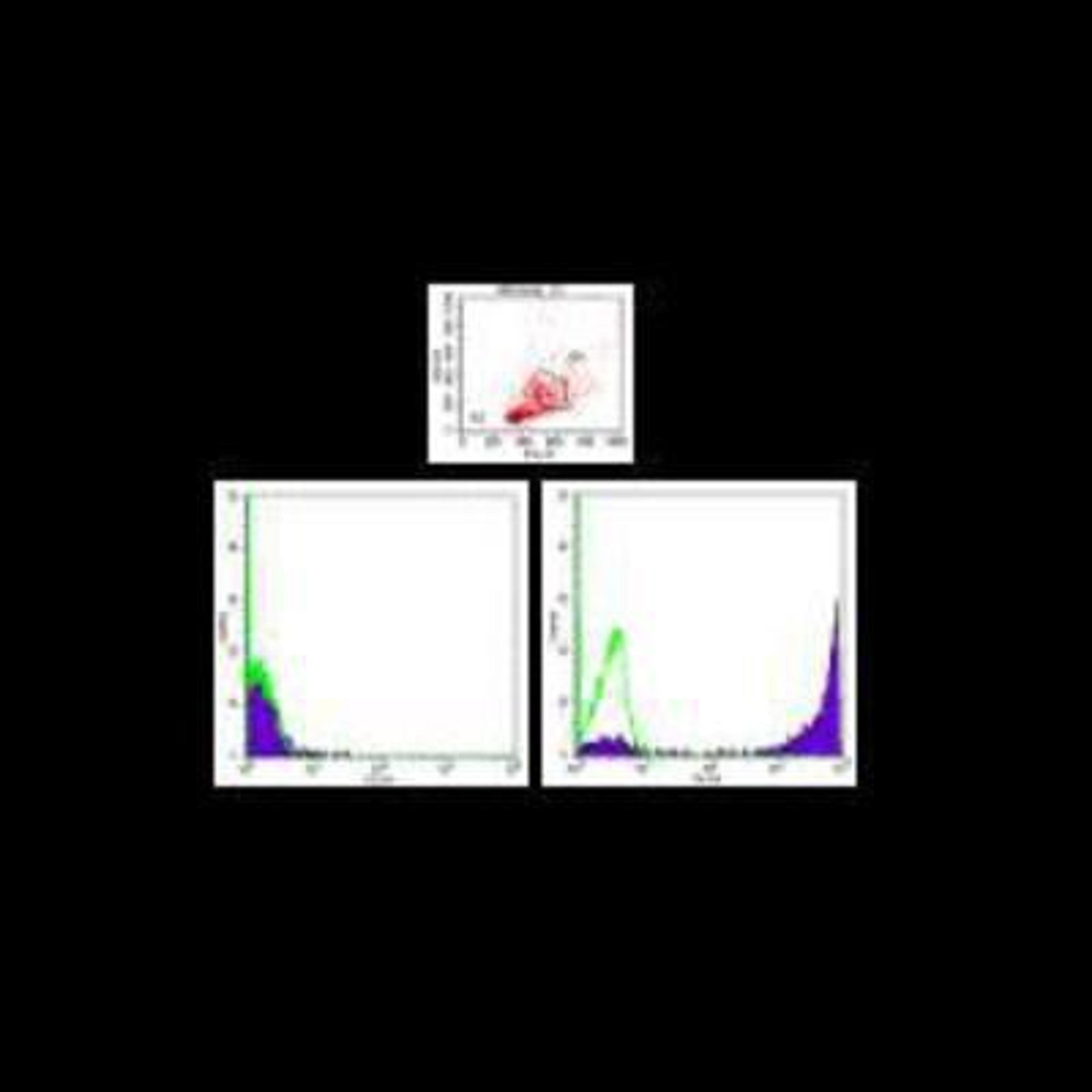 Flow Cytometry: Ly-6G/Ly-6C (Gr-1) Antibody [NBP2-00441] - Analysis using the PE conjugate of NBP2-00441. Total BALB/c bone marrow cell suspension was stained with Anti-Mouse Ly-6G (Gr-1) PE. Viable cells were gated on lymphoid (R2) and myeloid (R3) populations based on their scatter. Restricted expression of Ly-6G by myeloid lineage (B) and not by lymphoid lineage (A) is demonstrated. Green histograms are autofluorescence of bone marrow cells.