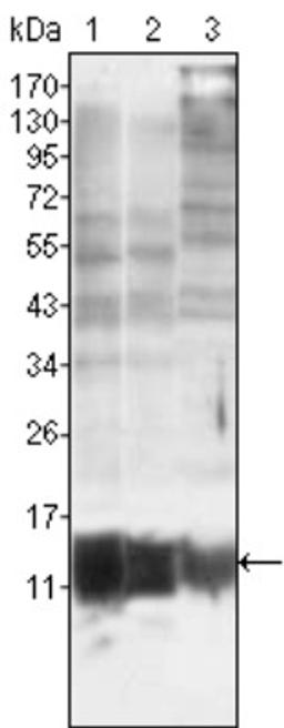 Western Blot: S100A10 Antibody (4E7E10) [NBP1-47368] - Analysis using S100A10/P11 mouse mAb against MCF-7 (1), HepG2 (2) and Hela (3).