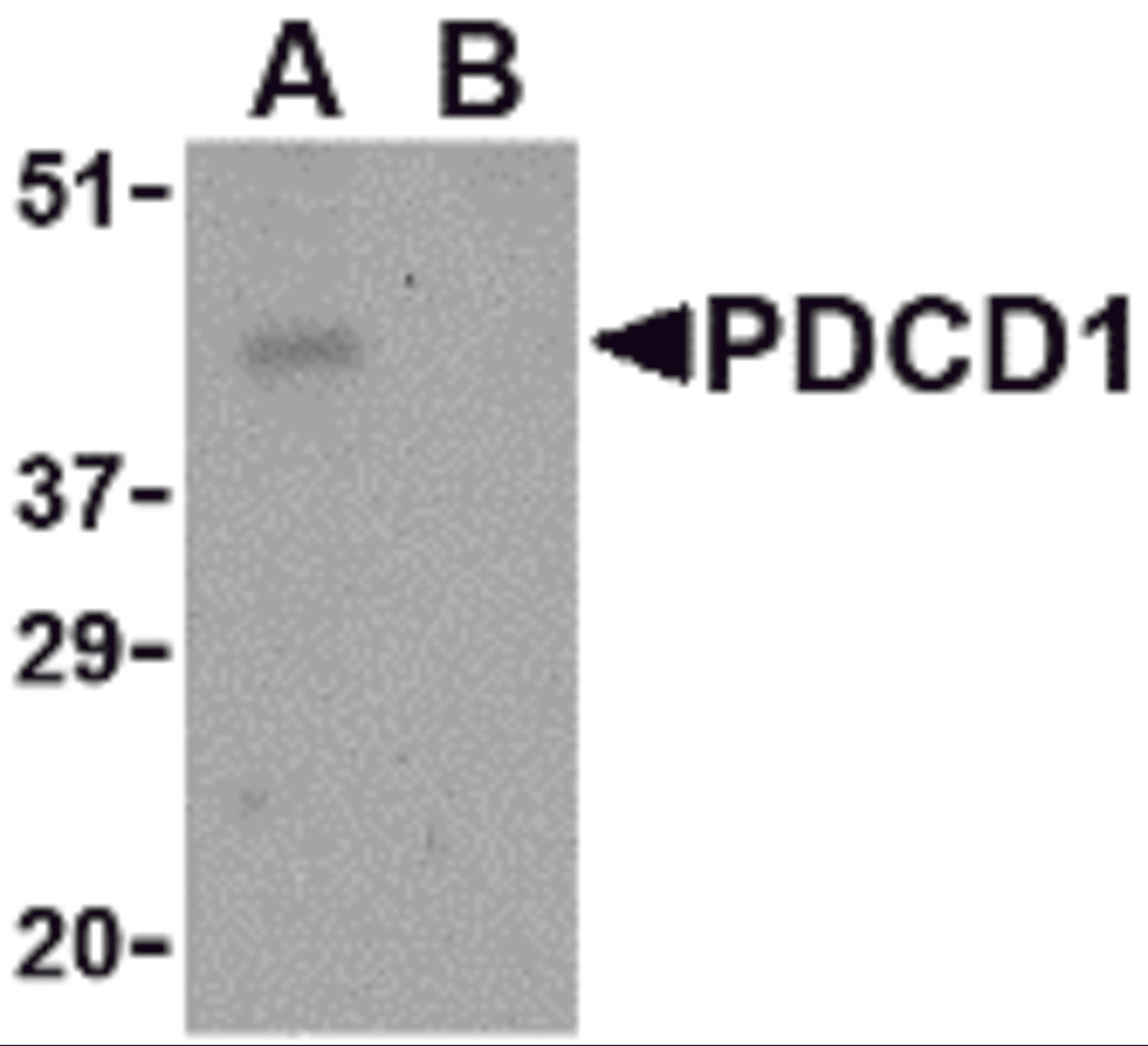 Western blot analysis of PD-1 in THP-1 cell lysate with PD-1 antibody at 1 μg/mL in the (A) absence and (B) presence of blocking peptide.