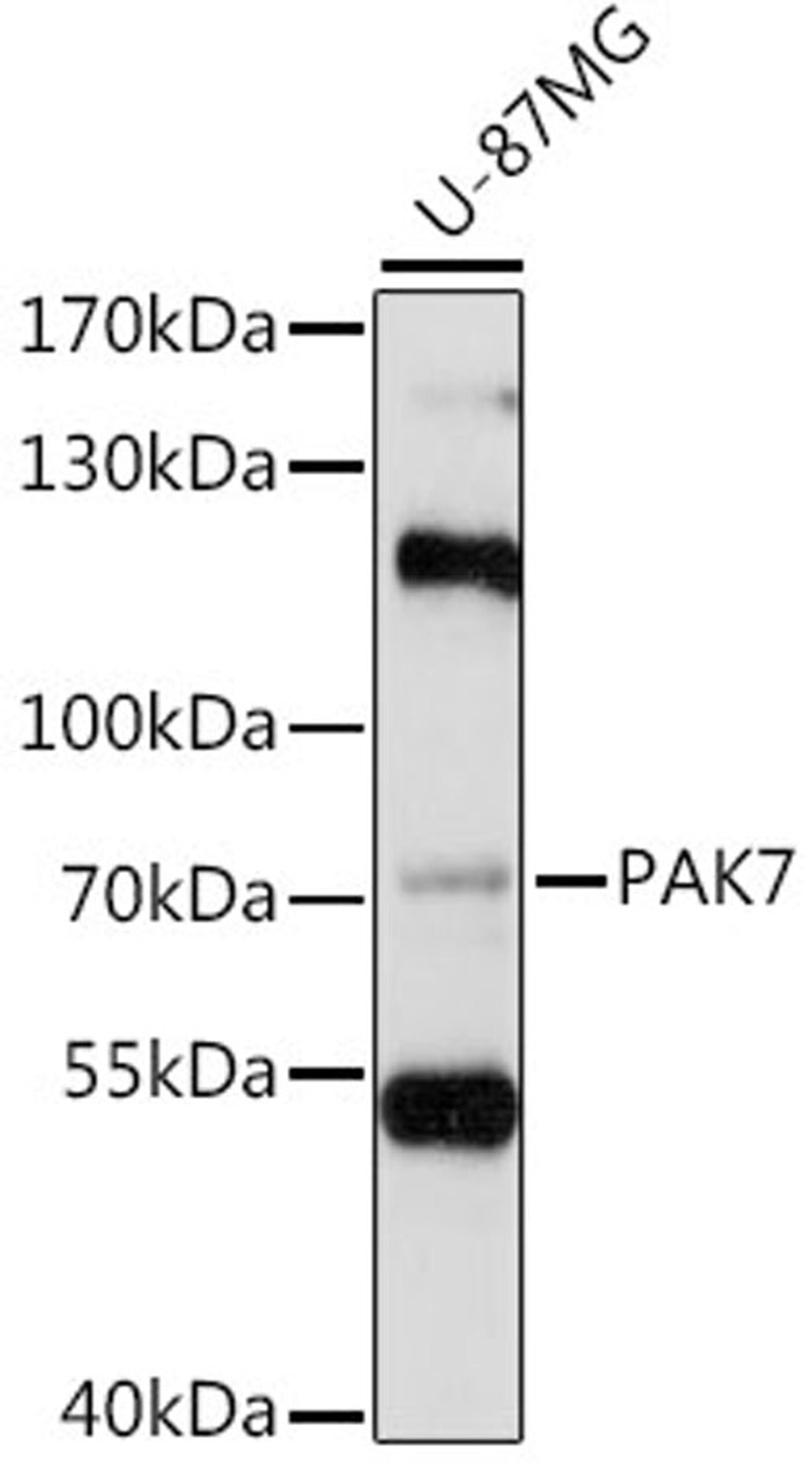 Western blot - PAK7 antibody (A15872)