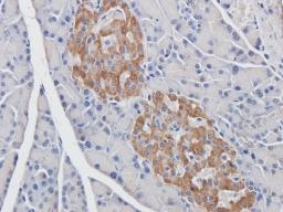 IHC-P staining of rat pancreas tissue using anti-BMP11 (2.5 ug/ml)