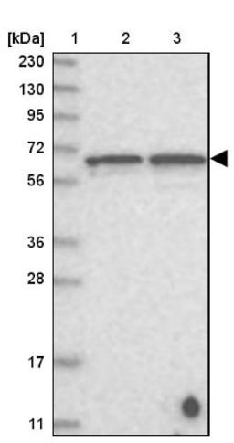 Western Blot: DMP1 Antibody [NBP1-89484] - Lane 1: Marker [kDa] 230, 130, 95, 72, 56, 36, 28, 17, 11<br/>Lane 2: Human cell line RT-4<br/>Lane 3: Human cell line U-251MG sp