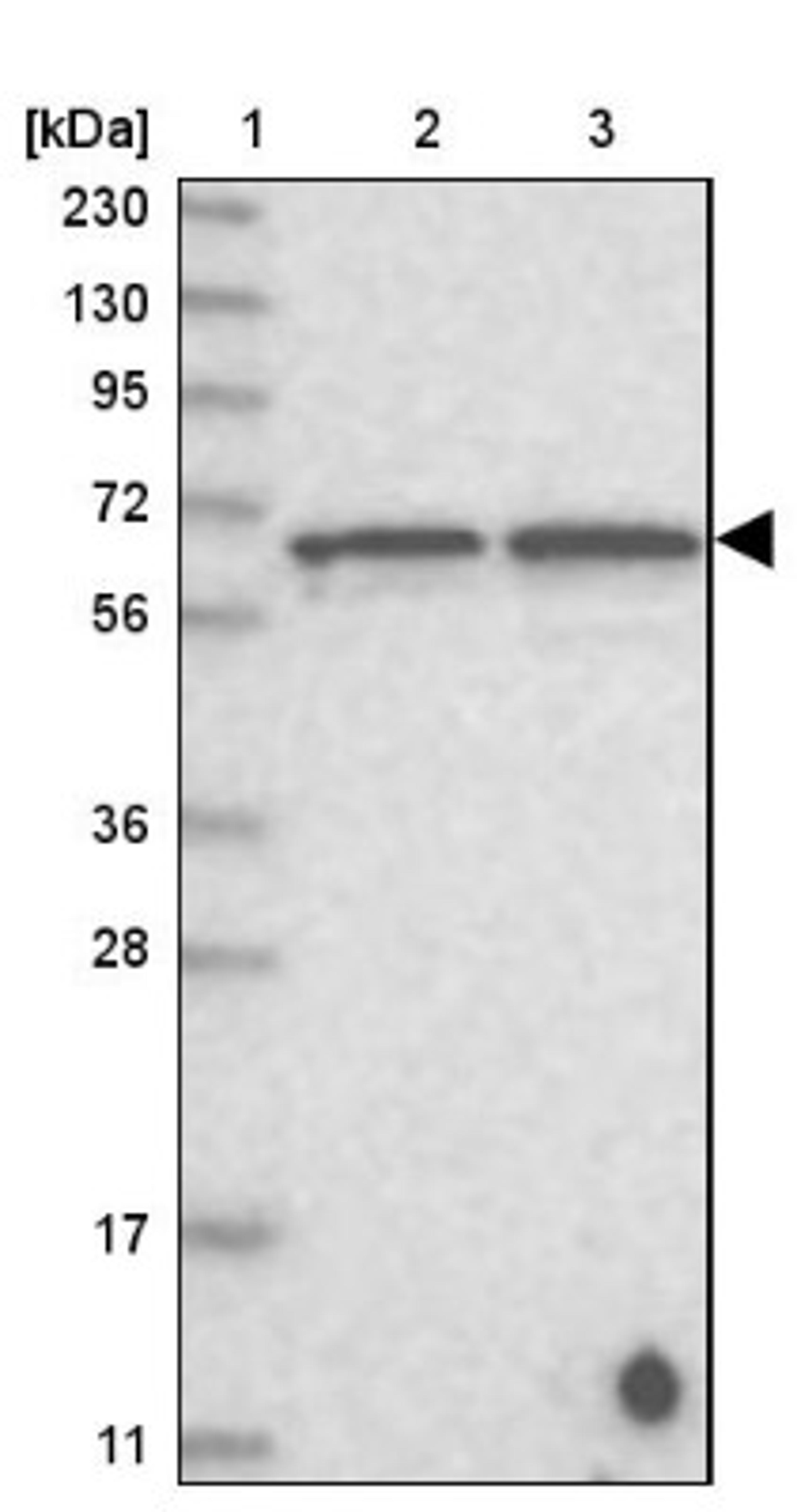 Western Blot: DMP1 Antibody [NBP1-89484] - Lane 1: Marker [kDa] 230, 130, 95, 72, 56, 36, 28, 17, 11<br/>Lane 2: Human cell line RT-4<br/>Lane 3: Human cell line U-251MG sp