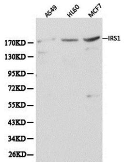 Western blot analysis of extracts of various cell line lysates using IRS-1  antibody