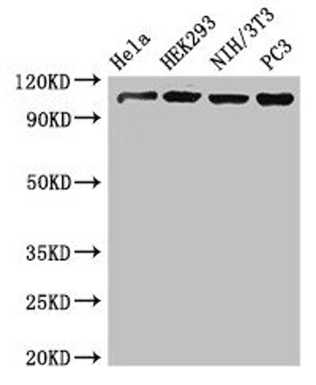 Western Blot. Positive WB detected in: Hela whole cell lysate, HEK293 whole cell lysate, NIH/3T3 whole cell lysate, PC-3 whole cell lysate. All lanes: NUP107 antibody at 3.4µg/ml. Secondary. Goat polyclonal to rabbit IgG at 1/50000 dilution. Predicted band size: 107, 104, 80 kDa. Observed band size: 107 kDa