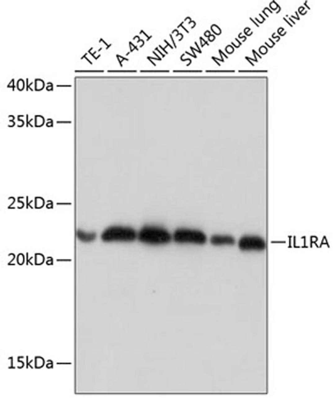 Western blot - IL1RA Rabbit mAb (A11103)