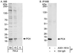 Detection of human PC4 by western blot and immunoprecipitation.