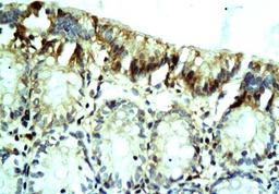 Immunohistochemical analysis of paraffin-embedded colon tissues of rats using Resistin antibody