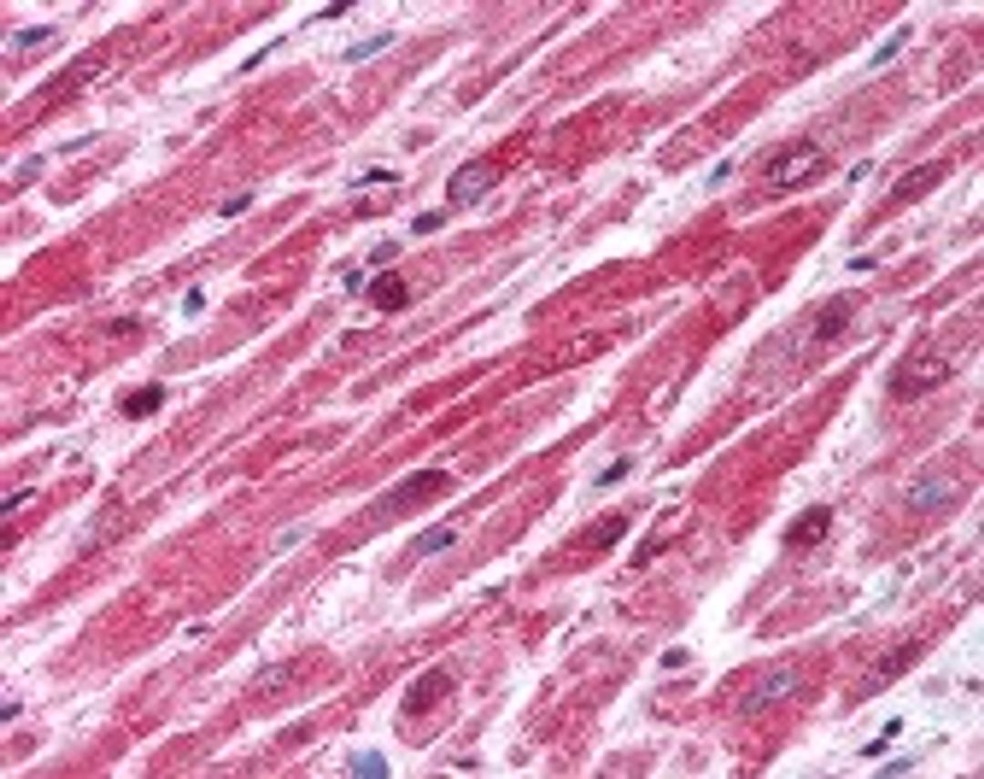 Immunohistochemistry staining of BMP2 in heart tissue using BMP2 Antibody.