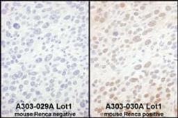 Detection of mouse eIF6 by immunohistochemistry.