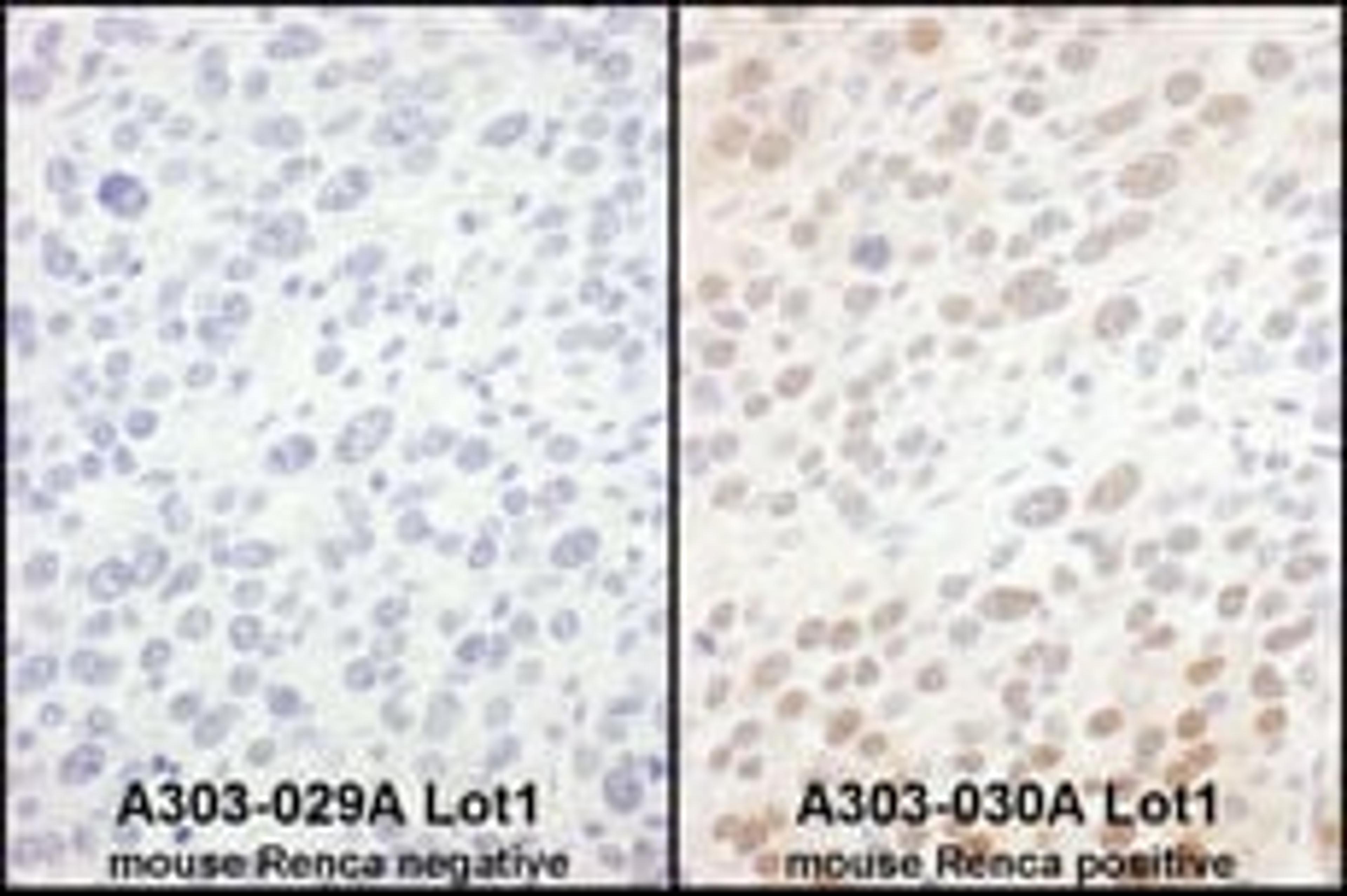 Detection of mouse eIF6 by immunohistochemistry.