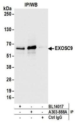 Detection of human EXOSC9 by western blot of immunoprecipitates.