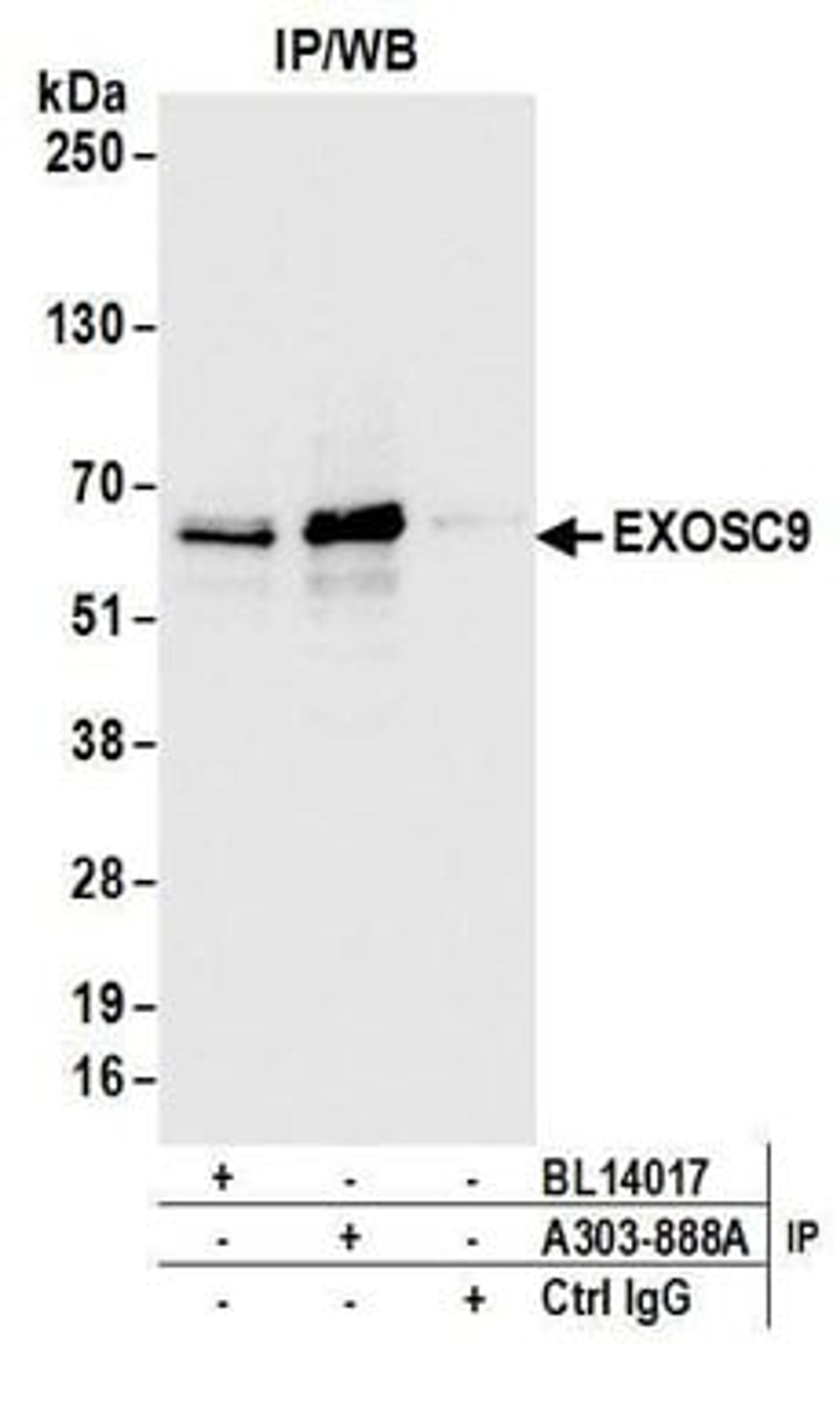 Detection of human EXOSC9 by western blot of immunoprecipitates.