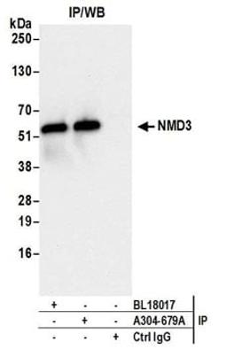 Detection of human NMD3 by western blot of immunoprecipitates.