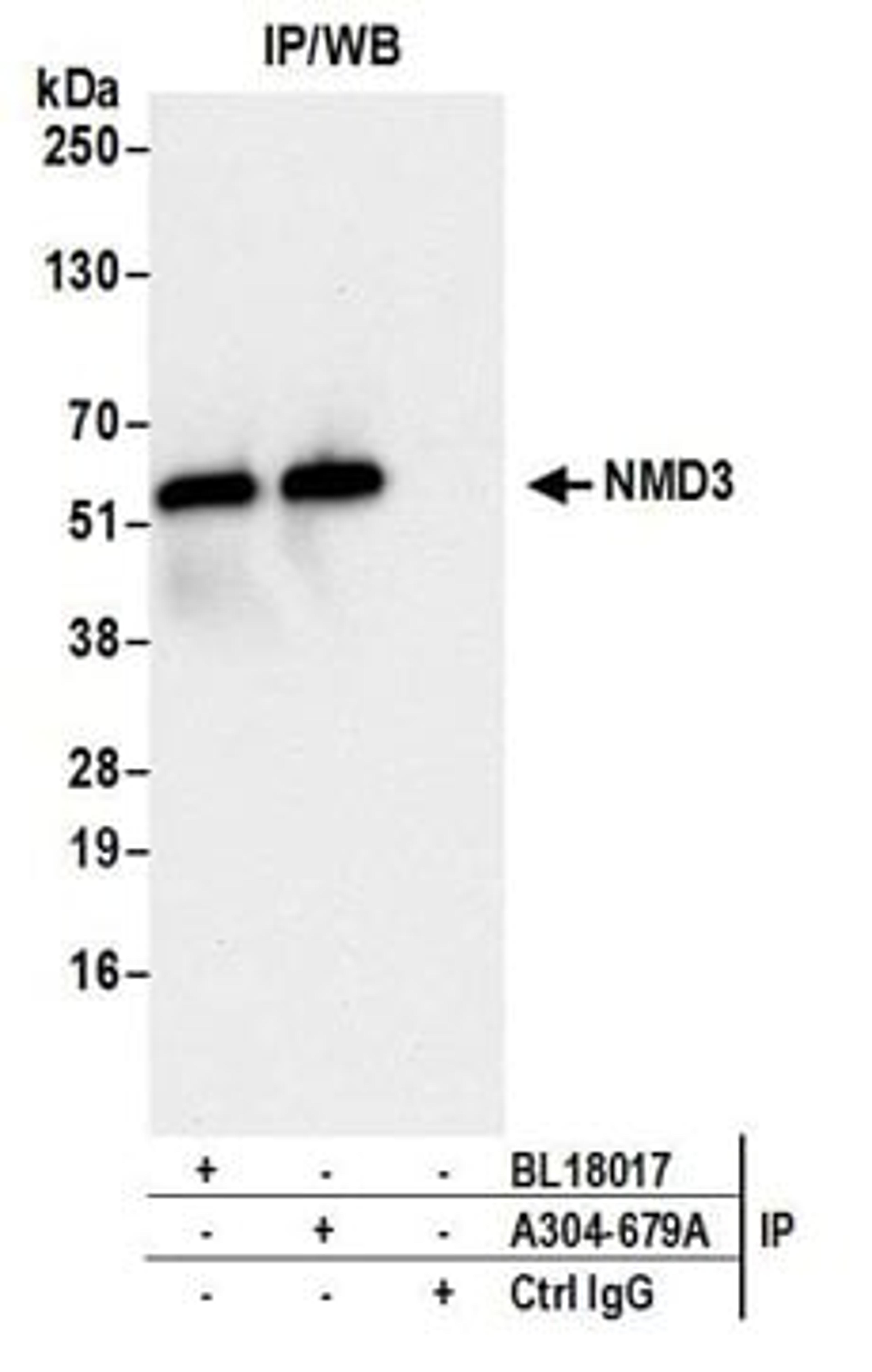 Detection of human NMD3 by western blot of immunoprecipitates.