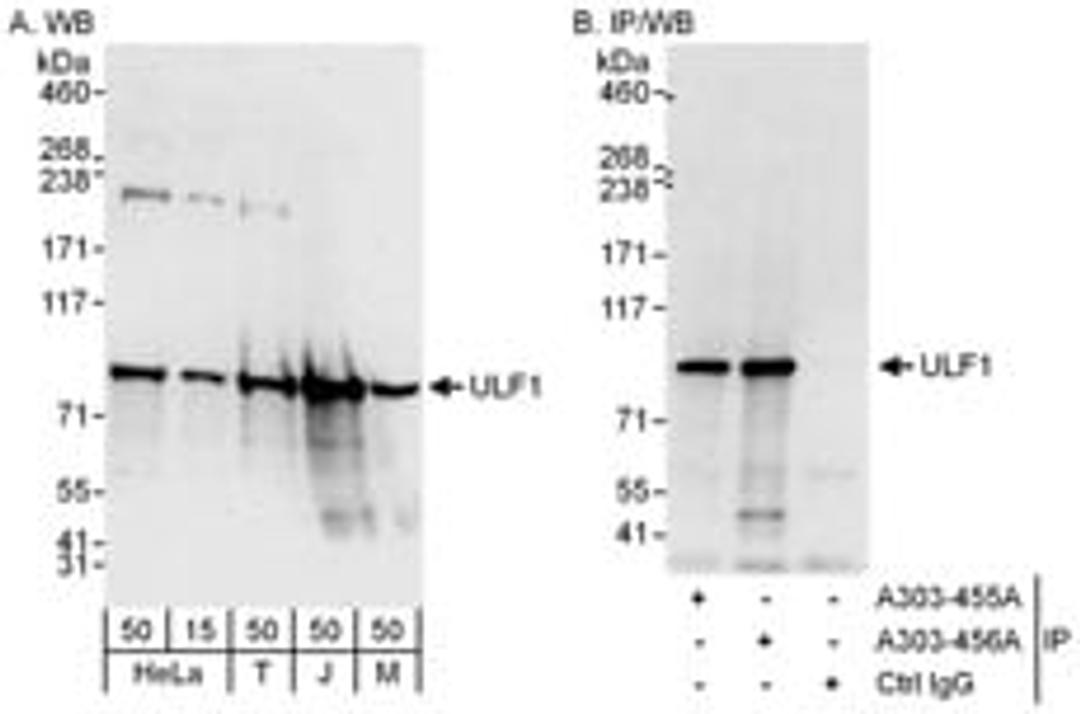 Detection of human and mouse ULF1 by western blot (h and m) and immunoprecipitation (h).