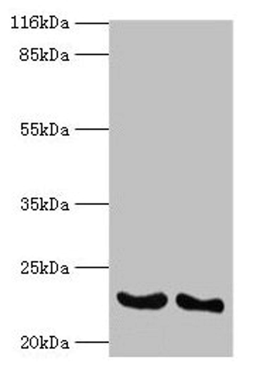 Western blot. All lanes: IFNA14 antibody at 2µg/ml. Lane 1: A549 whole cell lysate. Lane 2: Mouse heart tissue. Secondary. Goat polyclonal to rabbit IgG at 1/10000 dilution. Predicted band size: 23 kDa. Observed band size: 23 kDa