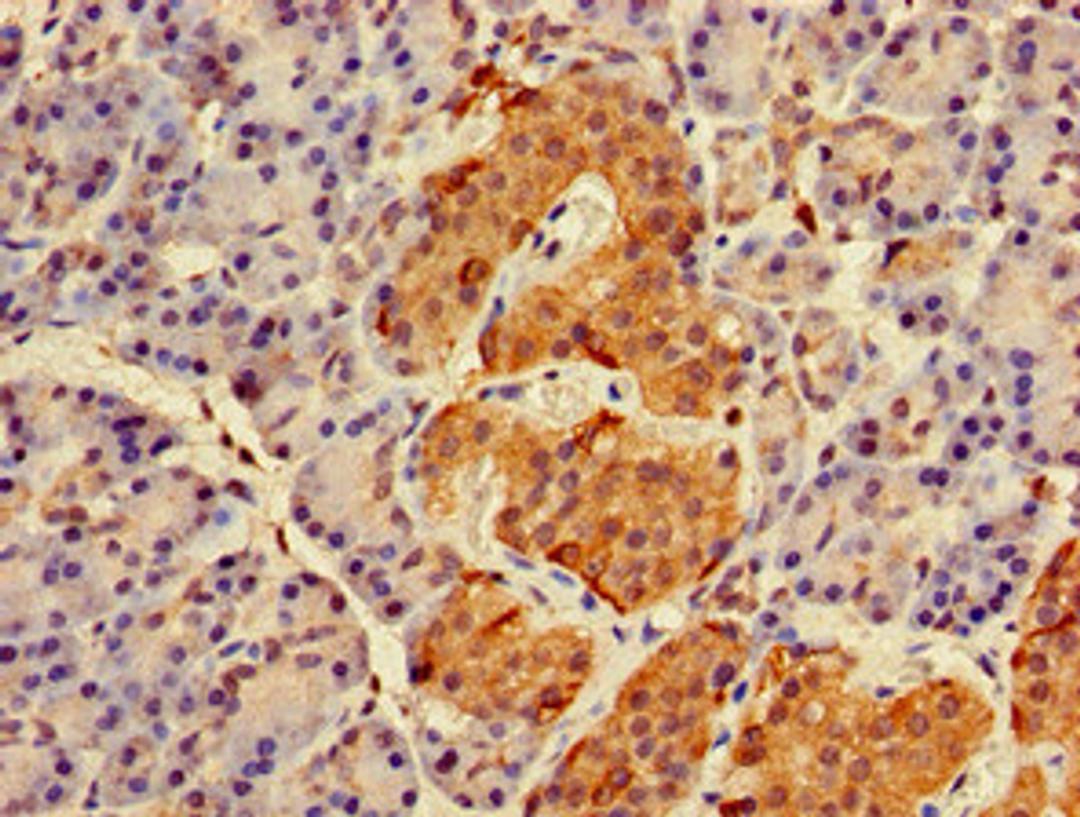 Immunohistochemistry of paraffin-embedded human pancreatic tissue using CSB-PA019177LA01HU at dilution of 1:100