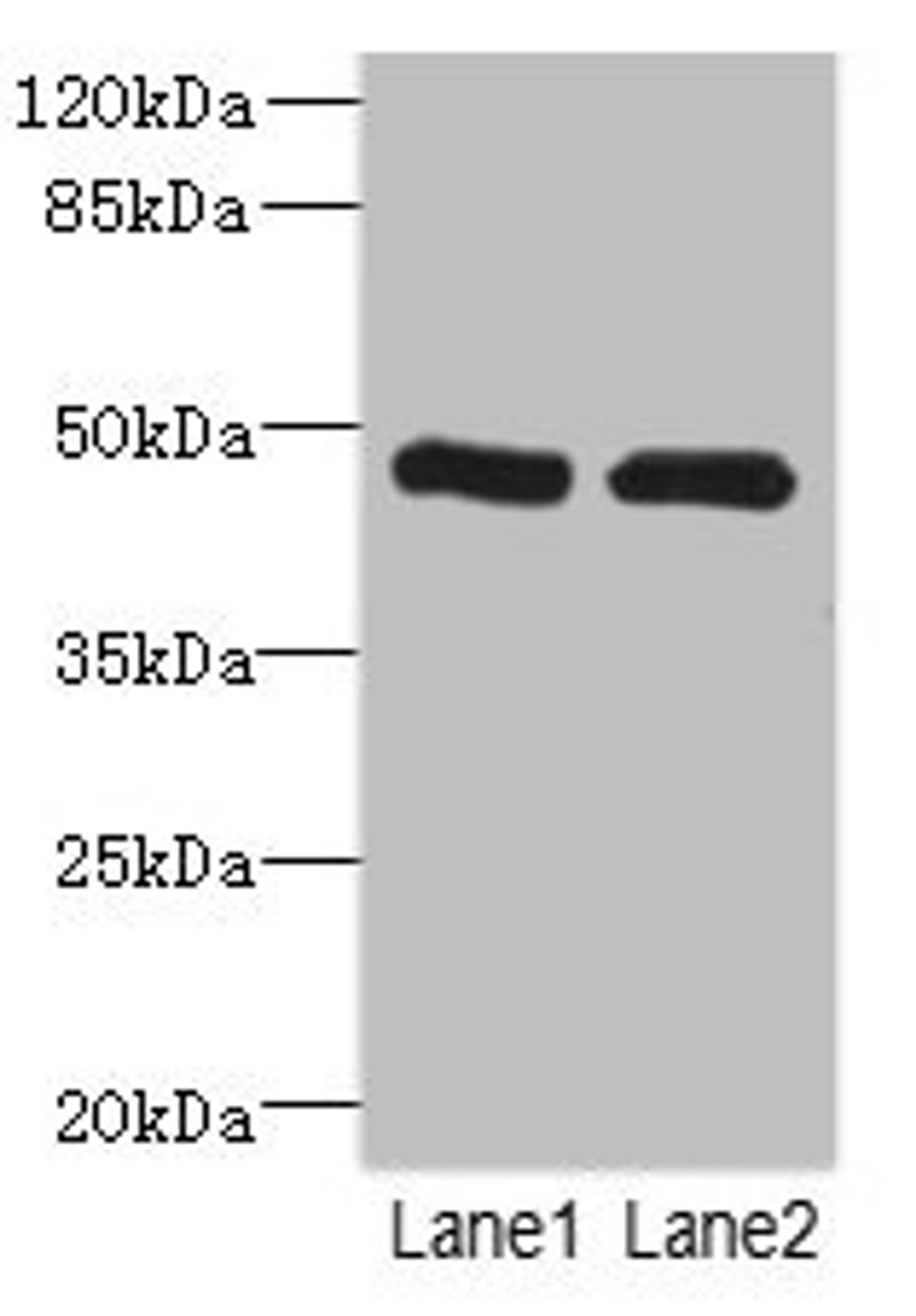 Western blot. All lanes: HGDantibody at 2.43ug/ml. Lane 1: Hela whole cell lysate. Lane 2: 293T whole cell lysate. Secondary. Goat polyclonal to rabbit IgG at 1/10000 dilution. Predicted band size: 50 kDa. Observed band size: 50 kDa. 