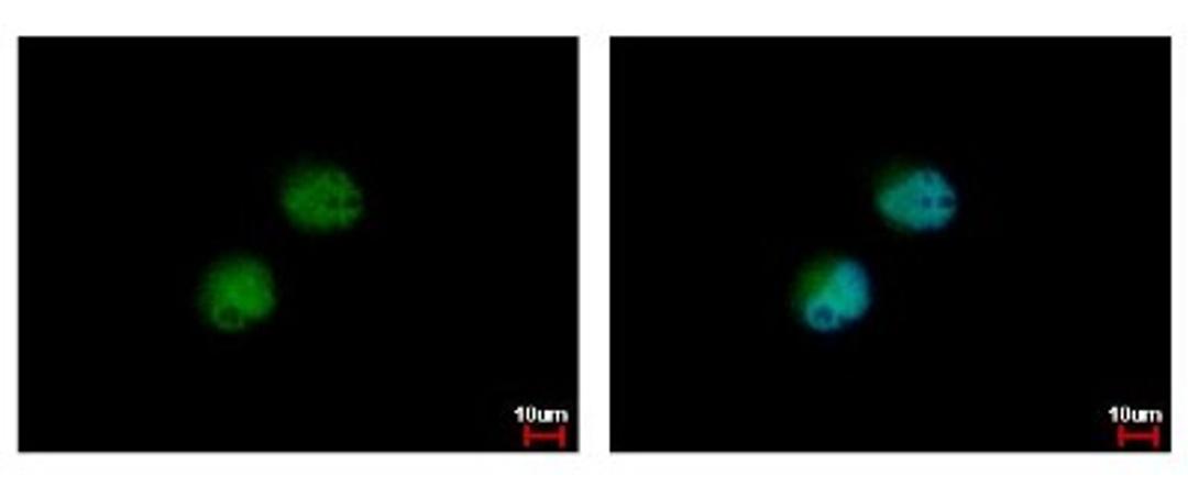 Immunocytochemistry/Immunofluorescence: PRMT7 Antibody [NBP2-19939] - Sample: HeLa cells were fixed in 4% paraformaldehyde at RT for 15 min. Green: PRMT7 protein stained by PRMT7 antibody diluted at 1:500. Blue: Hoechst 33342 staining.