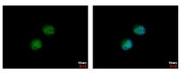 Immunocytochemistry/Immunofluorescence: PRMT7 Antibody [NBP2-19939] - Sample: HeLa cells were fixed in 4% paraformaldehyde at RT for 15 min. Green: PRMT7 protein stained by PRMT7 antibody diluted at 1:500. Blue: Hoechst 33342 staining.