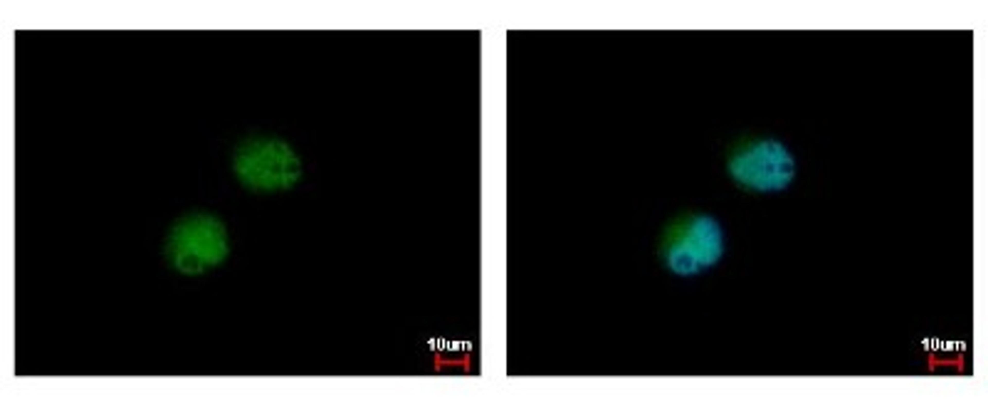 Immunocytochemistry/Immunofluorescence: PRMT7 Antibody [NBP2-19939] - Sample: HeLa cells were fixed in 4% paraformaldehyde at RT for 15 min. Green: PRMT7 protein stained by PRMT7 antibody diluted at 1:500. Blue: Hoechst 33342 staining.