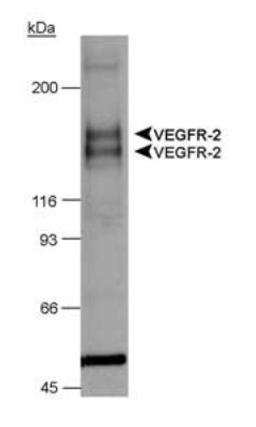 Western Blot: VEGF Receptor 1 Antibody [NB100-527] - Chimeric CSF-1R/VEGFR-2 detection in transfected lysates.