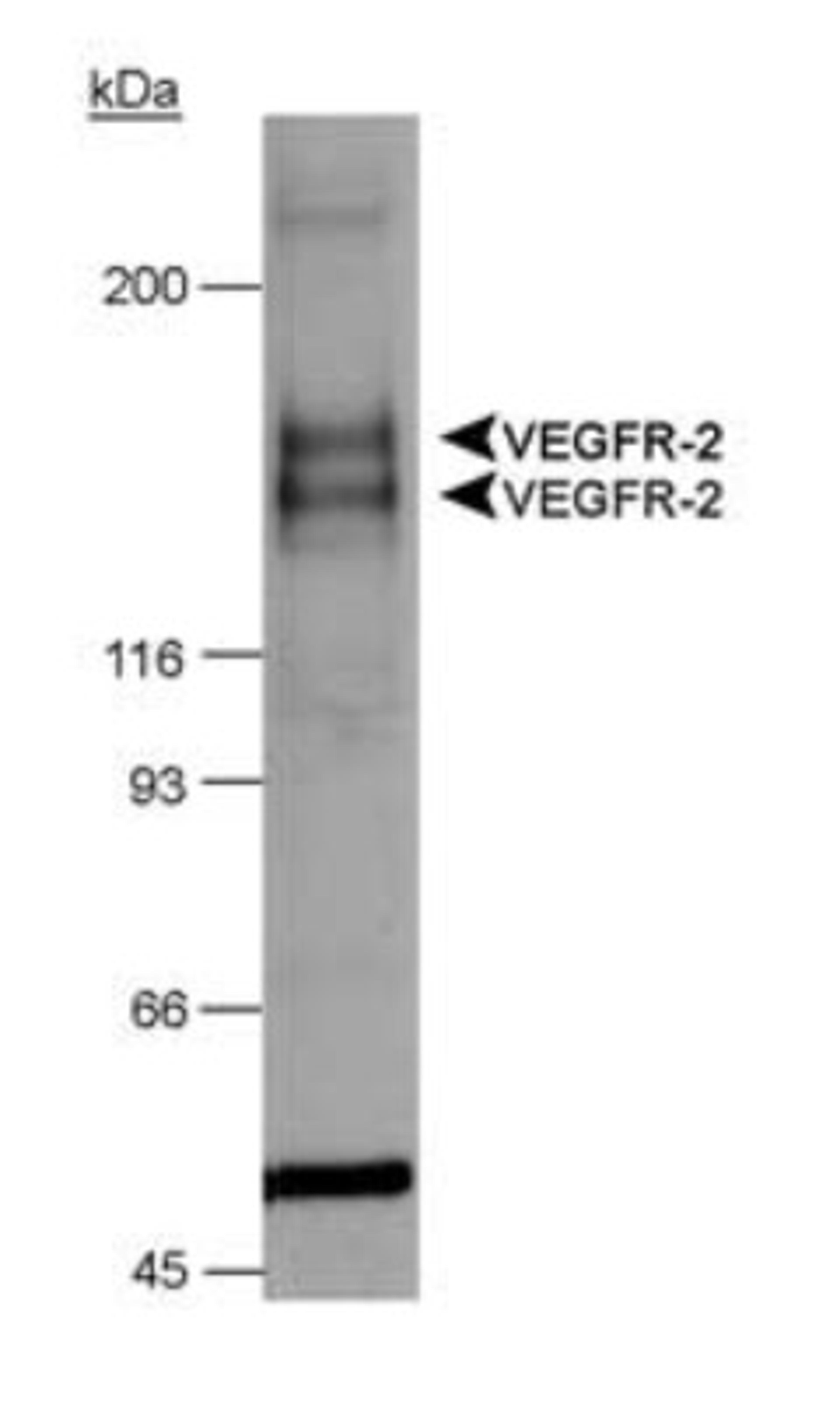 Western Blot: VEGF Receptor 1 Antibody [NB100-527] - Chimeric CSF-1R/VEGFR-2 detection in transfected lysates.