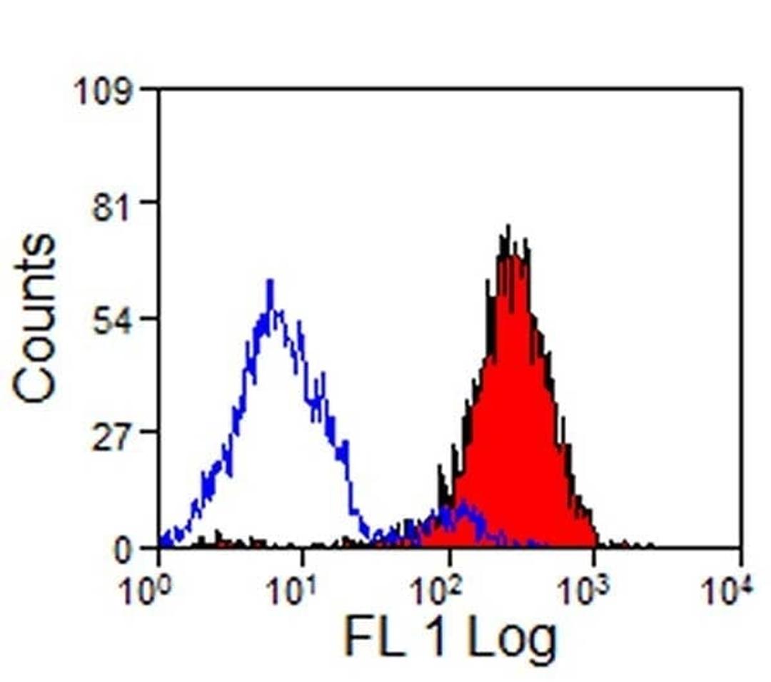 Staining of pig peripheral blood granulocytes