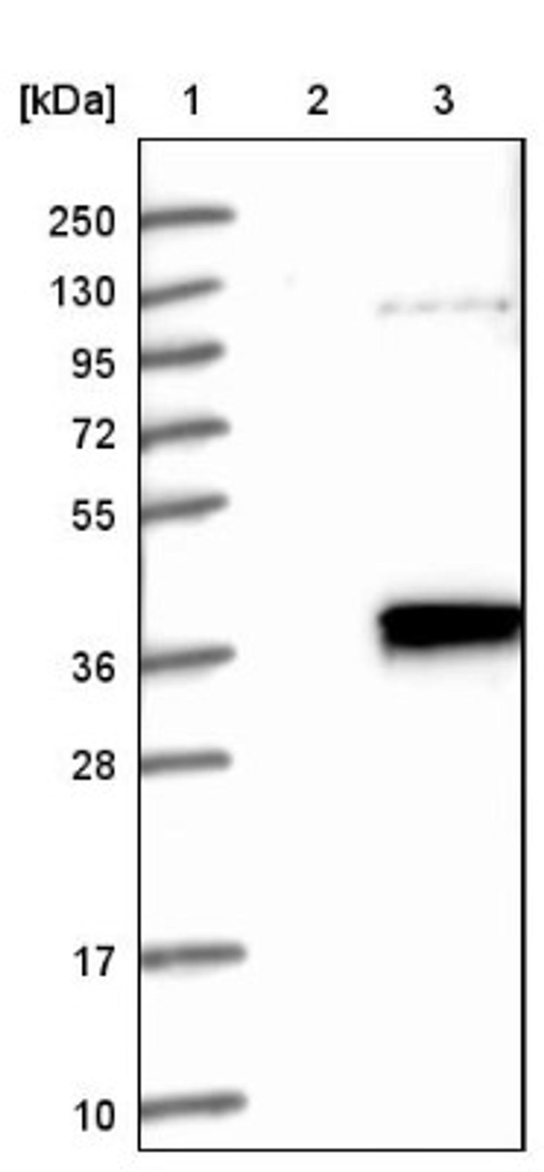 Western Blot: GOLPH3L Antibody [NBP1-81798] - Lane 1: Marker [kDa] 250, 130, 95, 72, 55, 36, 28, 17, 10<br/>Lane 2: Negative control (vector only transfected HEK293T lysate)<br/>Lane 3: Over-expression lysate (Co-expressed with a C-terminal myc-DDK tag (~3.1 kDa) in mammalian HEK293T cells, LY413097)