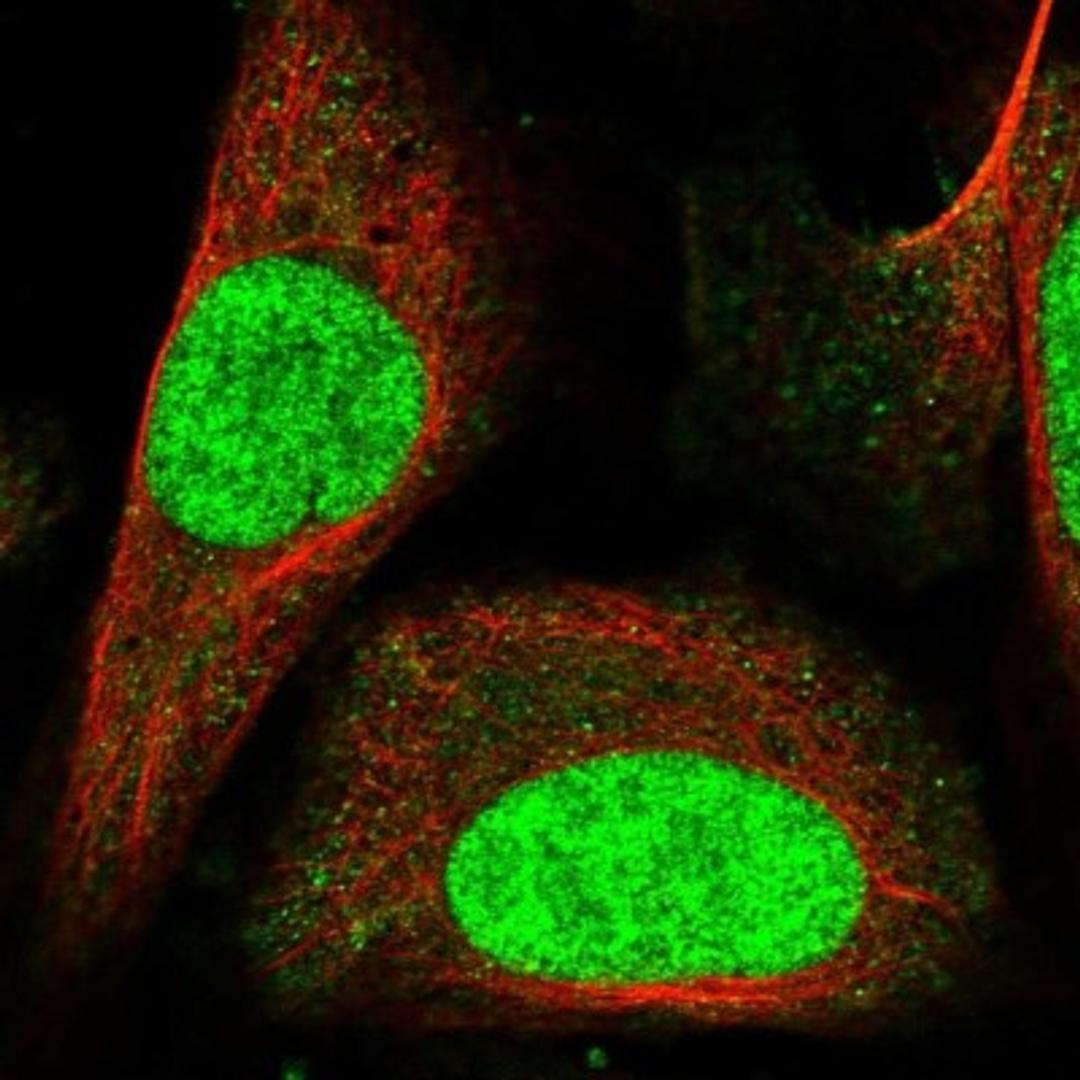 Immunocytochemistry/Immunofluorescence: C1orf52 Antibody [NBP1-93751] - Staining of human cell line U-2 OS shows positivity in nucleus but not nucleoli.