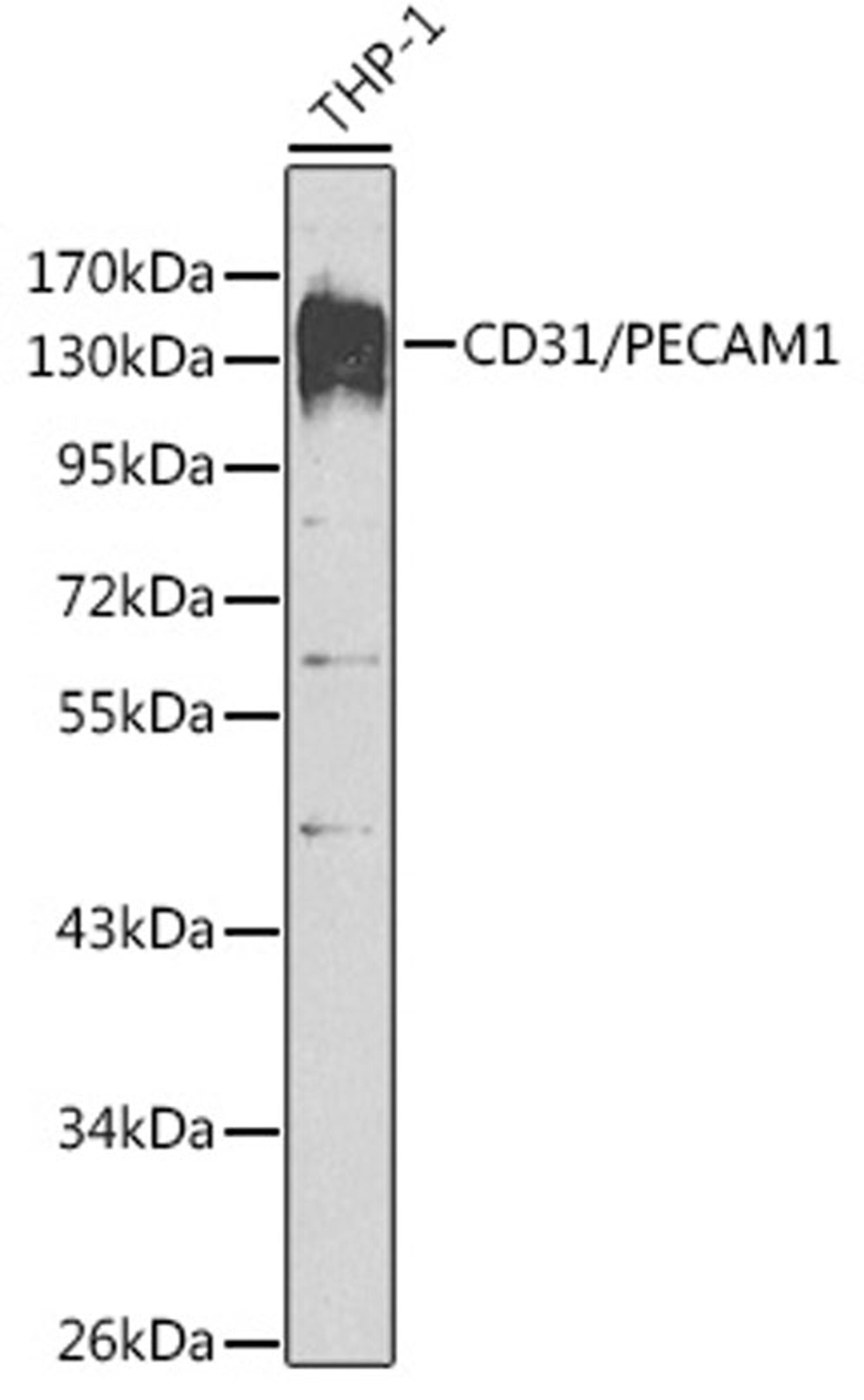 Western blot - CD31/PECAM1 antibody (A2104)