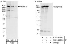 Detection of human HERC2 by western blot and immunoprecipitation.