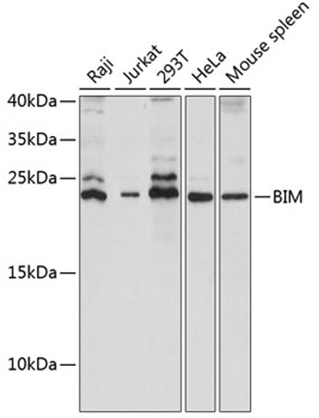 Western blot - BIM antibody (A15771)