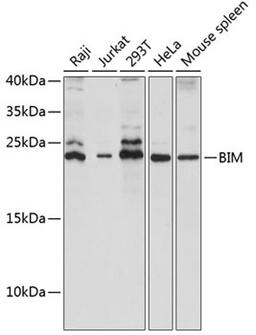 Western blot - BIM antibody (A15771)