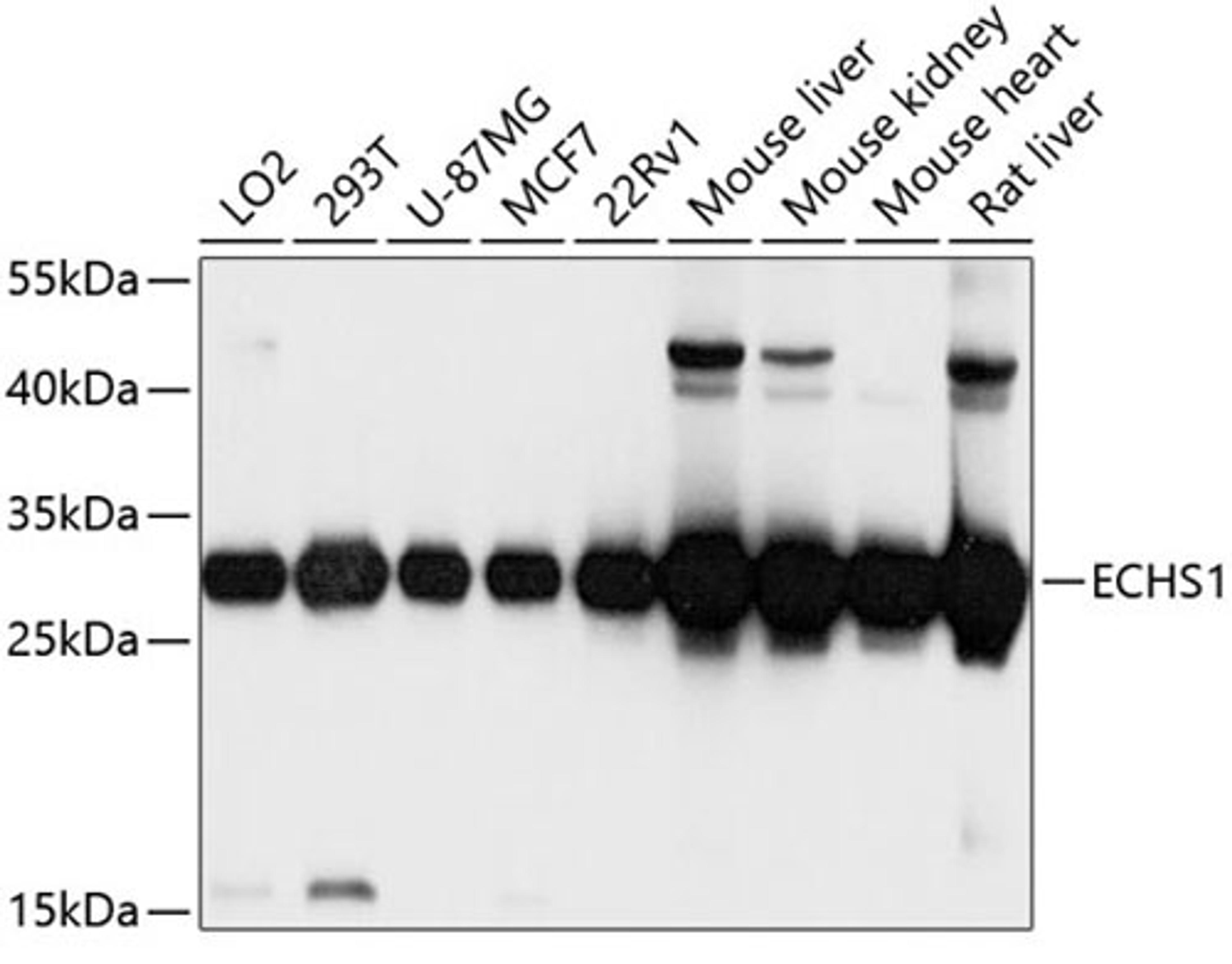 Western blot - ECHS1 antibody (A3845)