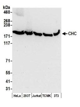 Detection of human and mouse CHC by western blot.