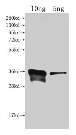 Western Blot. Positive WB detected in Recombinant protein. All lanes: cyp102A1 antibody at 1:2000. Secondary. Goat polyclonal to rabbit IgG at 1/50000 dilution. Predicted band size: 34.2 kDa. Observed band size: 36 kDa.