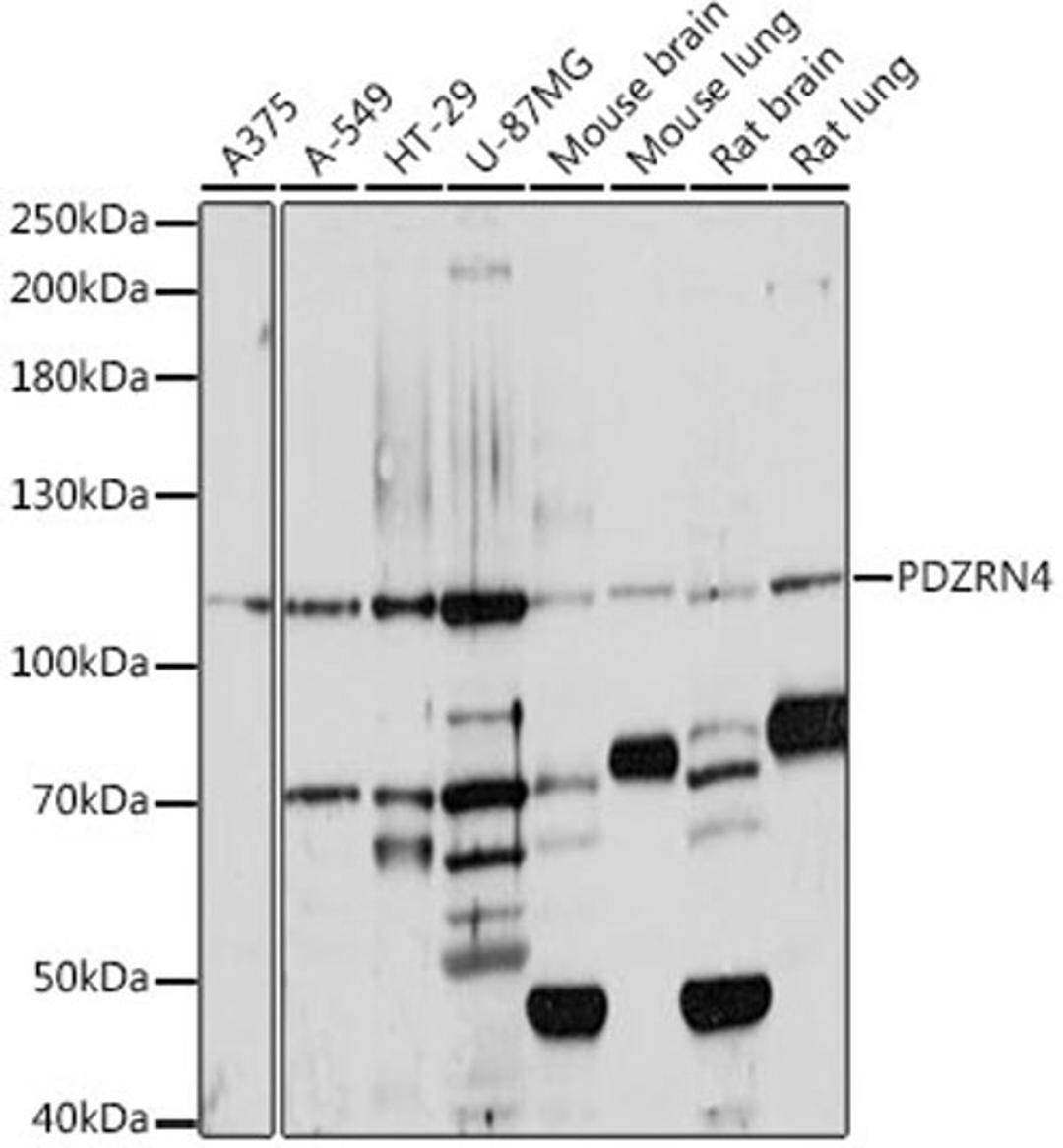 Western blot - PDZRN4 antibody (A16119)