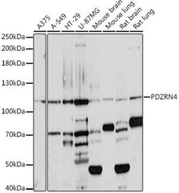 Western blot - PDZRN4 antibody (A16119)