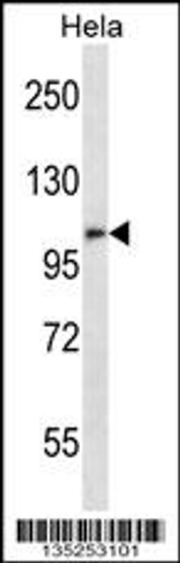 Western blot analysis in Hela cell line lysates (35ug/lane).