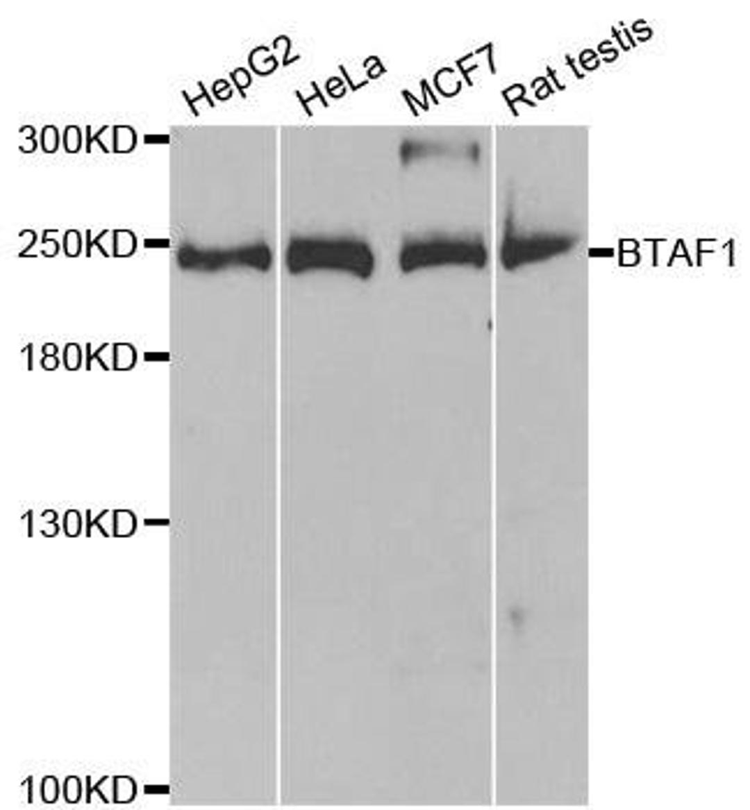 Western blot analysis of extracts of various cell lines using BTAF1 antibody