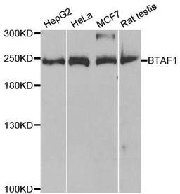 Western blot analysis of extracts of various cell lines using BTAF1 antibody