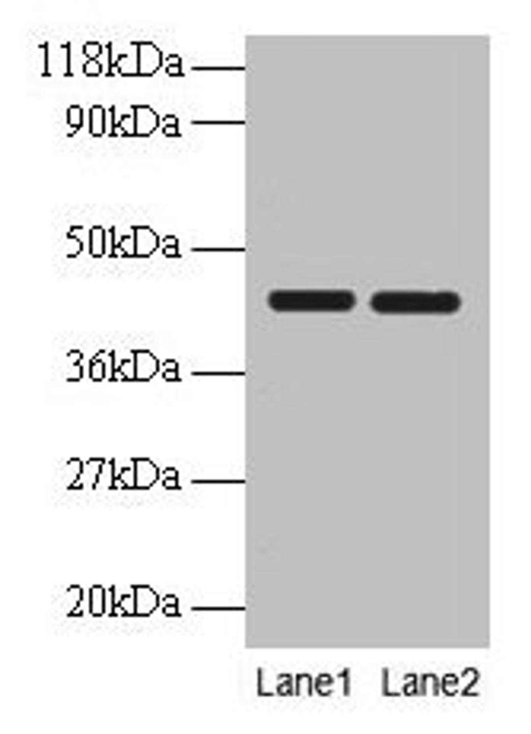 Western blot. All lanes: BSG antibody at 2µg/ml. Lane 1: EC109 whole cell lysate. Lane 2: 293T whole cell lysate. Secondary. Goat polyclonal to rabbit IgG at 1/10000 dilution. Predicted band size: 43, 30, 20, 23 kDa. Observed band size: 43 kDa