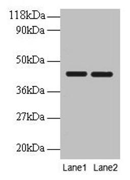 Western blot. All lanes: BSG antibody at 2µg/ml. Lane 1: EC109 whole cell lysate. Lane 2: 293T whole cell lysate. Secondary. Goat polyclonal to rabbit IgG at 1/10000 dilution. Predicted band size: 43, 30, 20, 23 kDa. Observed band size: 43 kDa